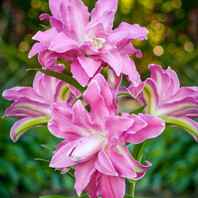 Double Oriental Lily Lotus Wonder