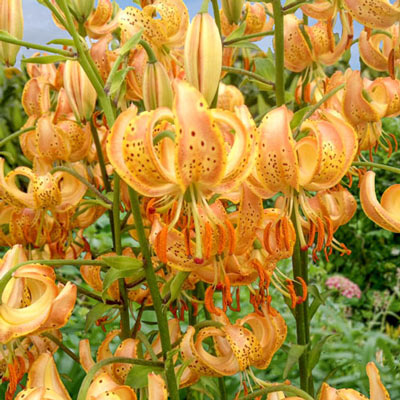 Martagon Lily Peppard Gold