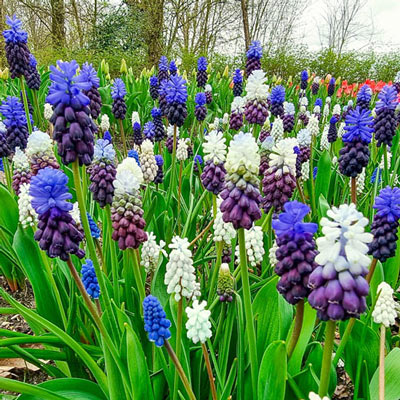 Enchanting Spring Grape Hyacinth Mix