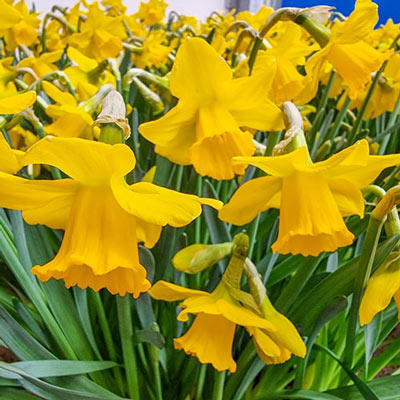 Trumpet Daffodil Growers Pride