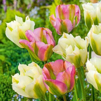 Paso Doble Tulip Duet
