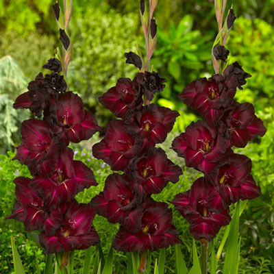 Gladiolus Black Star