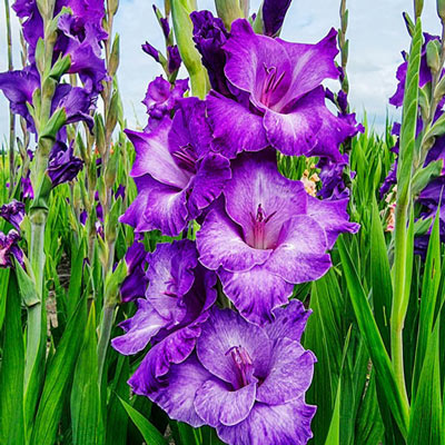 Gladiolus Cookie