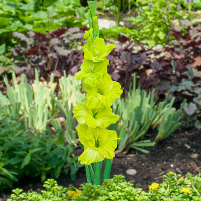 Gladiolus Dingadong