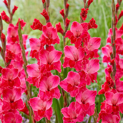 Gladiolus Fairytale Pink