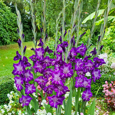 Gladiolus Hallowy