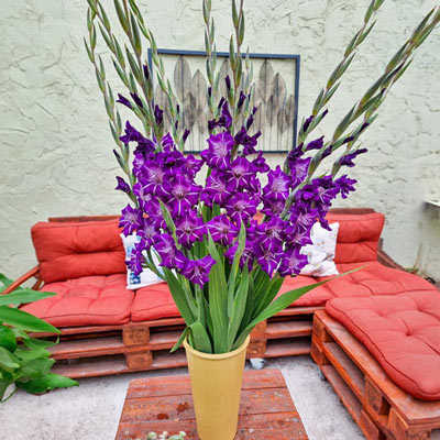 Gladiolus Hallowy