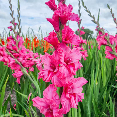 Gladiolus Kingston Ruffle