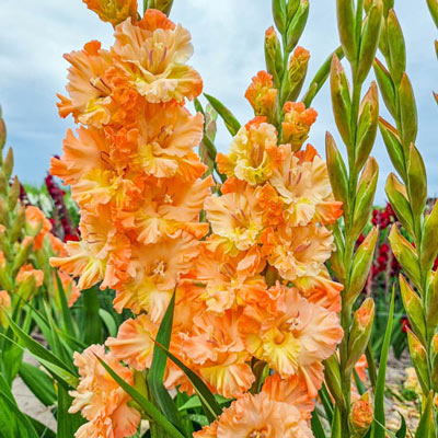 Gladiolus The Great Queen Elizabeth