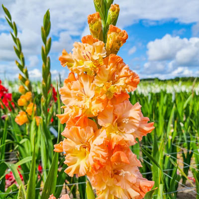 Gladiolus The Great Queen Elizabeth