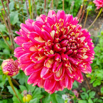 Powder-Puff Dahlia Alyshia