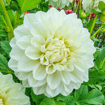 Decorative Dahlia Bride To Be