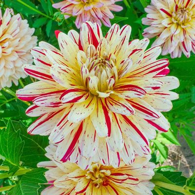 Decorative Dahlia Creme Silence