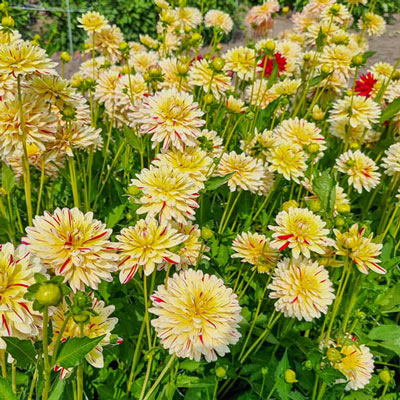 Decorative Dahlia Creme Silence