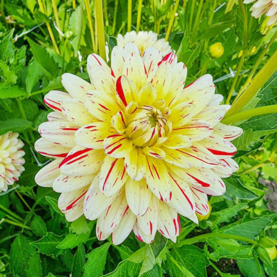 Decorative Dahlia Creme Silence