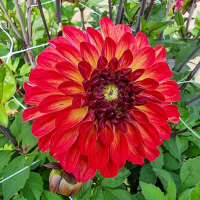 Decorative Dahlia Ding a Dong