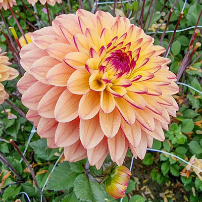 Decorative Dahlia Gelia