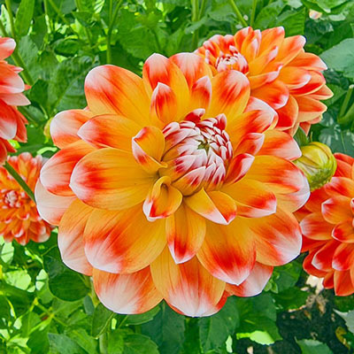 Decorative Dahlia Hapet Harmony