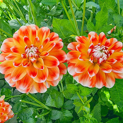 Decorative Dahlia Hapet Harmony