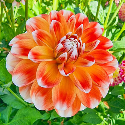 Decorative Dahlia Hapet Harmony