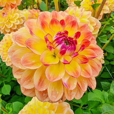 Decorative Dahlia Jowey Julie