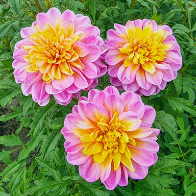 Powder-Puff Dahlia Life Style