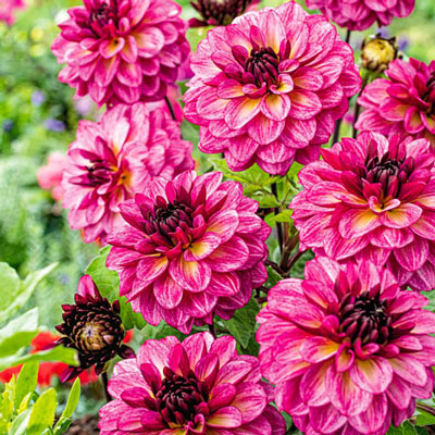 Decorative Dahlia Muchacha