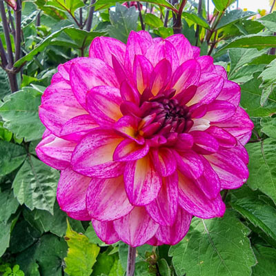 Decorative Dahlia Muchacha