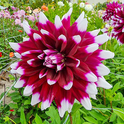 Dinnerplate Dahlia Mystery Day