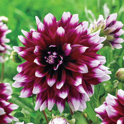 Dinnerplate Dahlia Mystery Day