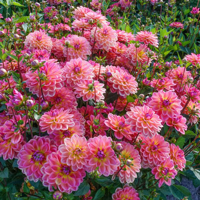 Border Decorative Dahlia Pacific View