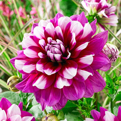 Decorative Dahlia Patches