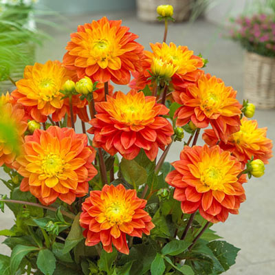 Decorative Dahlia Sunset Tropicana