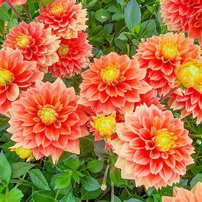 Decorative Dahlia Sunset Tropicana