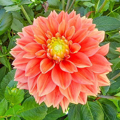 Decorative Dahlia Sunset Tropicana