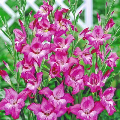 Hardy Gladiolus Charm