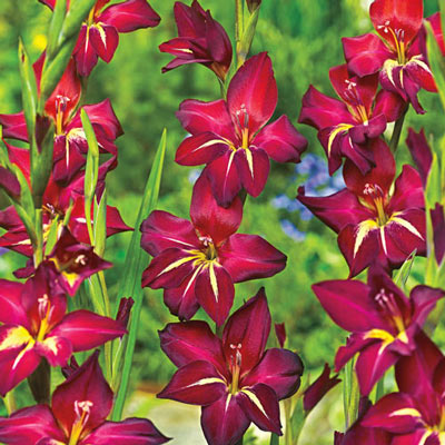 Hardy Gladiolus Claudia