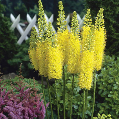 Foxtail Lily