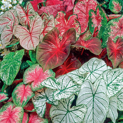 Buy Mixed Caladiums for Shade from K. van Bourgondien