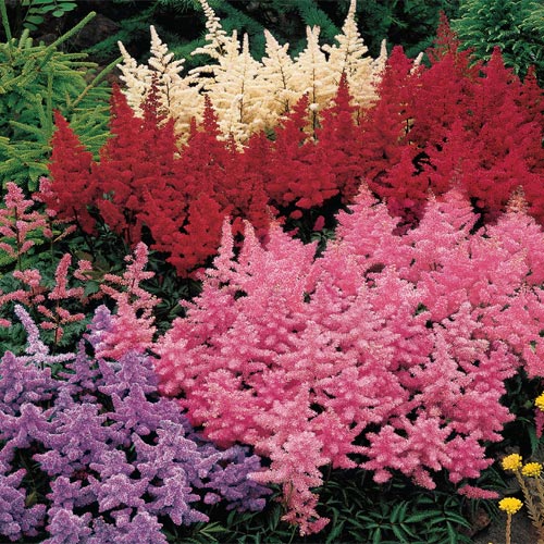 Astilbe 'Prof. van der Wielen' - Van Berkum Nursery