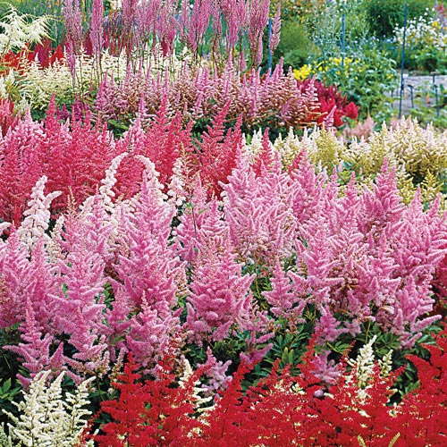 Astilbe 'Prof. van der Wielen' - Van Berkum Nursery