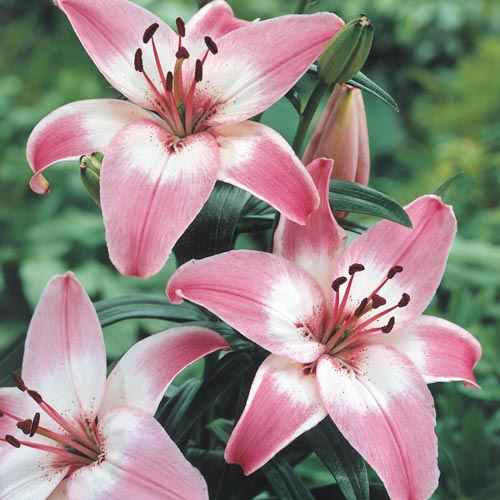 Oriental Lilies - Light Pink