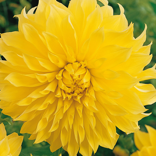 Humphreys Garden® Dinnerplate Dahlia Kelvin Floodlight Tuber.Pretty Yellow Flowers.Grade I 1
