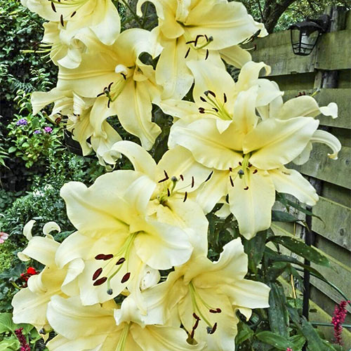 Giant Tree Lily MISTER CAS Tall OT Oriental Trumpet Lily Bulbs plant for fragrant summer blooms huge apricot yellow flowers 6 to 8 feet max!