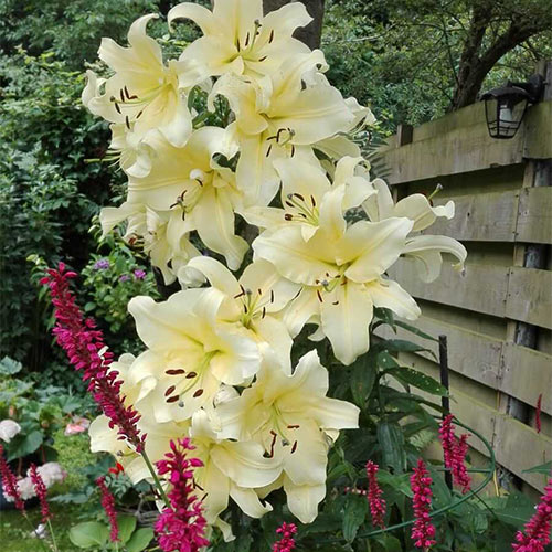 Giant Tree Lily MISTER CAS Tall OT Oriental Trumpet Lily Bulbs plant for fragrant summer blooms huge apricot yellow flowers 6 to 8 feet max!