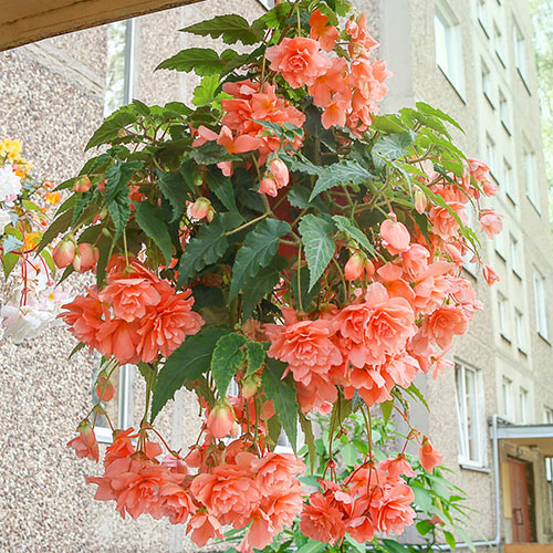 Image of Begonias hanging basket