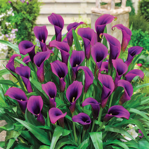 Purple Calla Lily Border