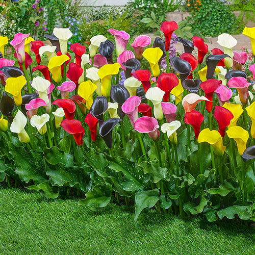 2pcs Mixed Colour Calla Lily Lilies Perennial Gardening Summer Flower Bulbs 