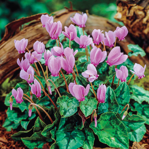 Cyclamen HEDERIFOLIUM Hardy Cyclamen with Decorative Leaves and Pink Flowers in Autumn and Spring Pot of 3 First Year SEEDLINGS.