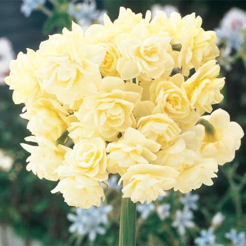 Daffodil Bulbs Narcissus Erlicheer (Summer Daffodil)